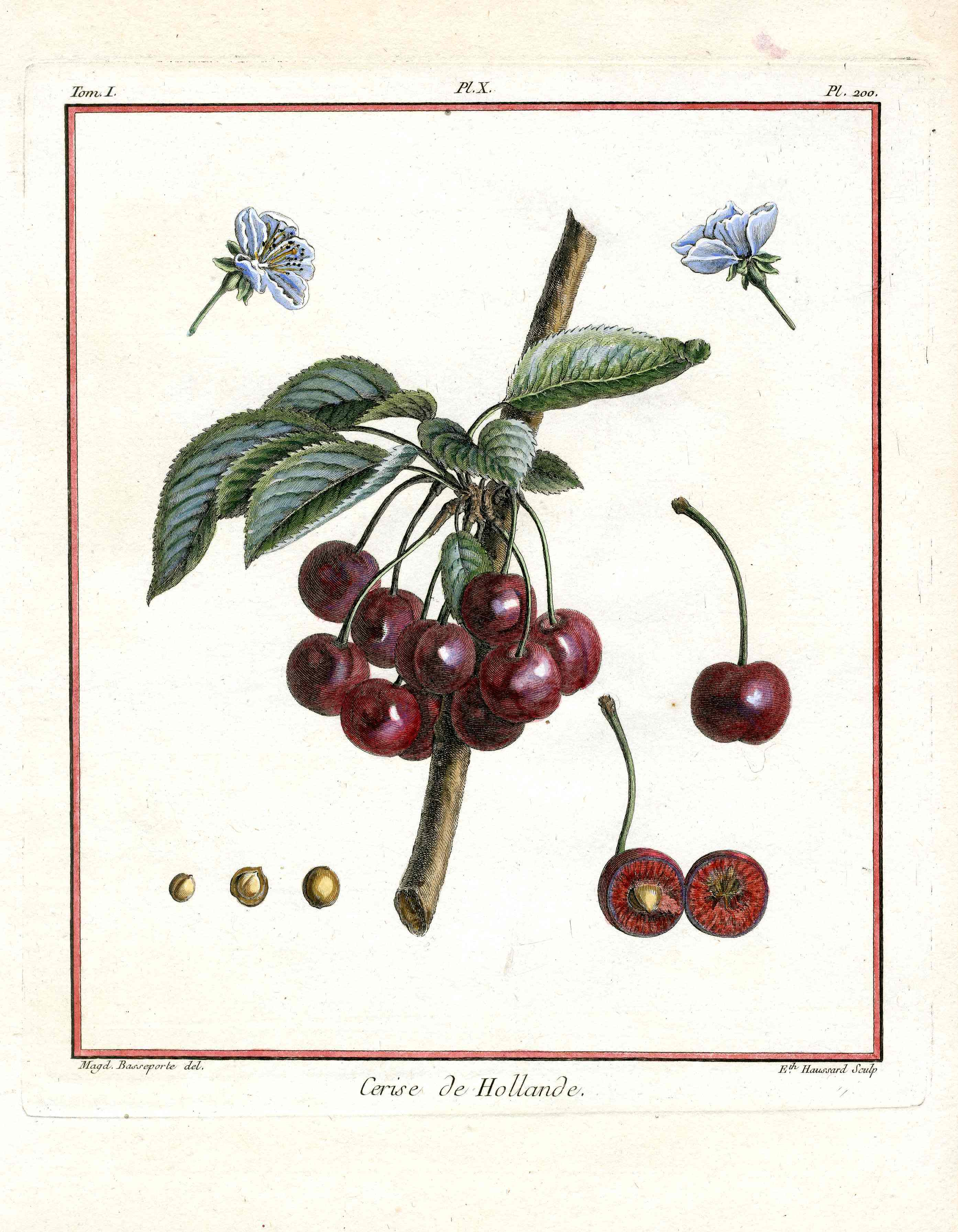 Duhamel du Monceau French Antique Fruit 1768 Holland Cherry