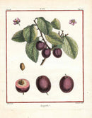 Duhamel du Monceau French Antique Fruit 1768 Jacynthe Plum - Panteek Antique Prints
