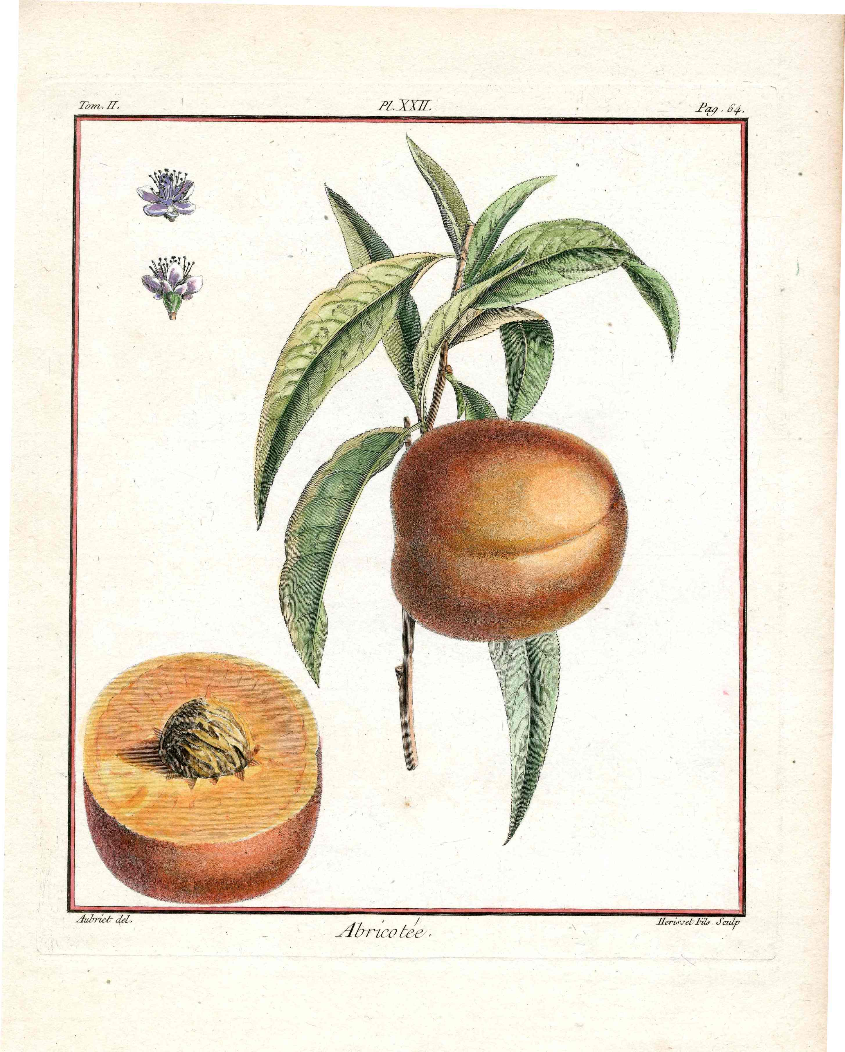 Duhamel du Monceau French Antique Fruit 1768 Abricotée Apricot