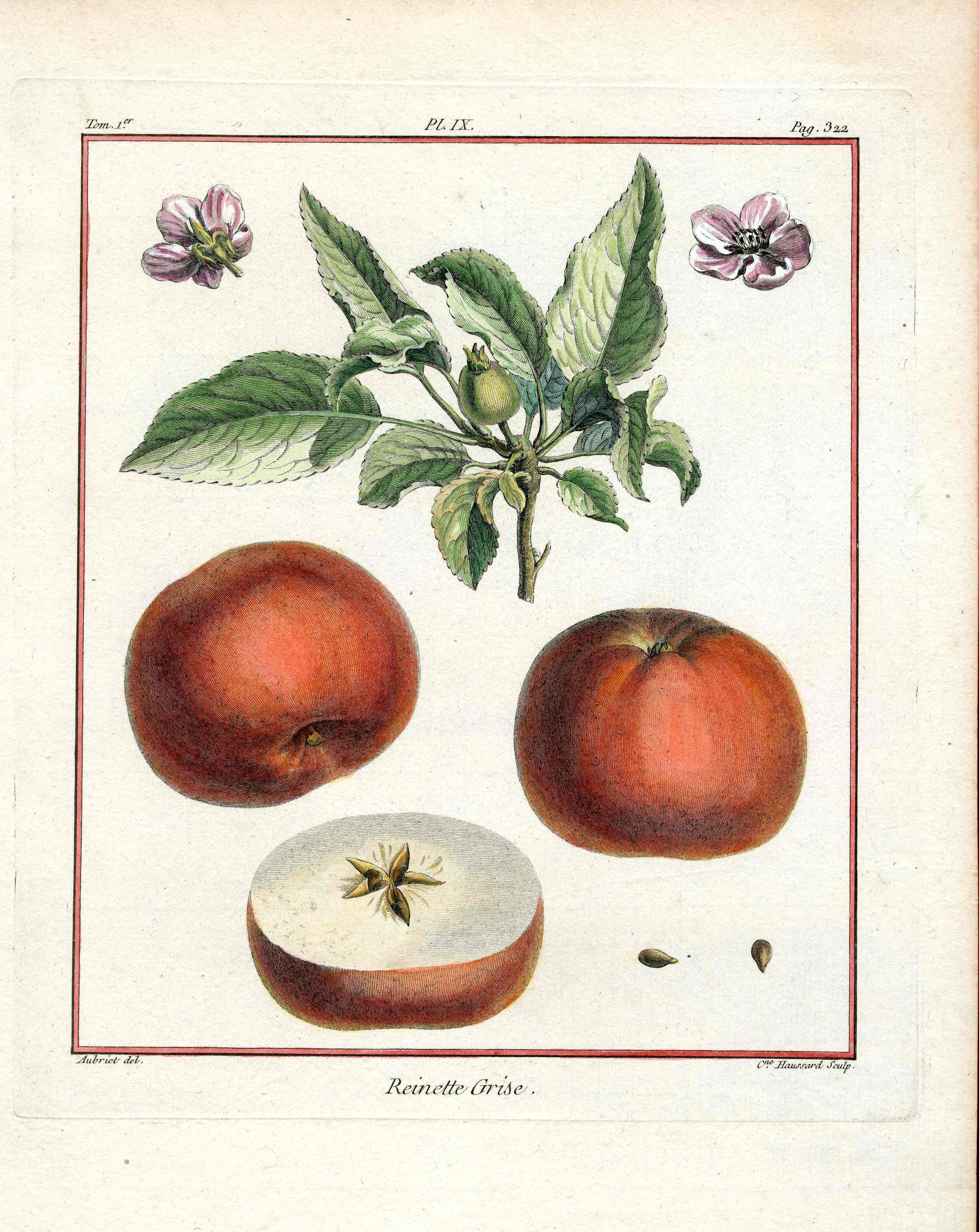 Duhamel du Monceau French Antique Fruit 1768 Reinette Apple
