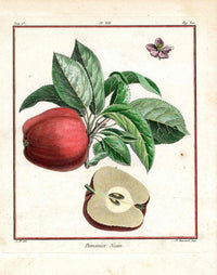 Duhamel du Monceau French Antique Fruit 1768 Nain Apple - Panteek Antique Prints