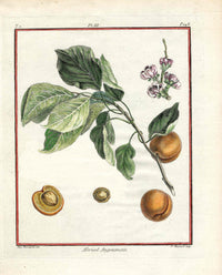 Duhamel du Monceau French Antique Fruit 1768 Angoumois Apricot - Panteek Antique Prints