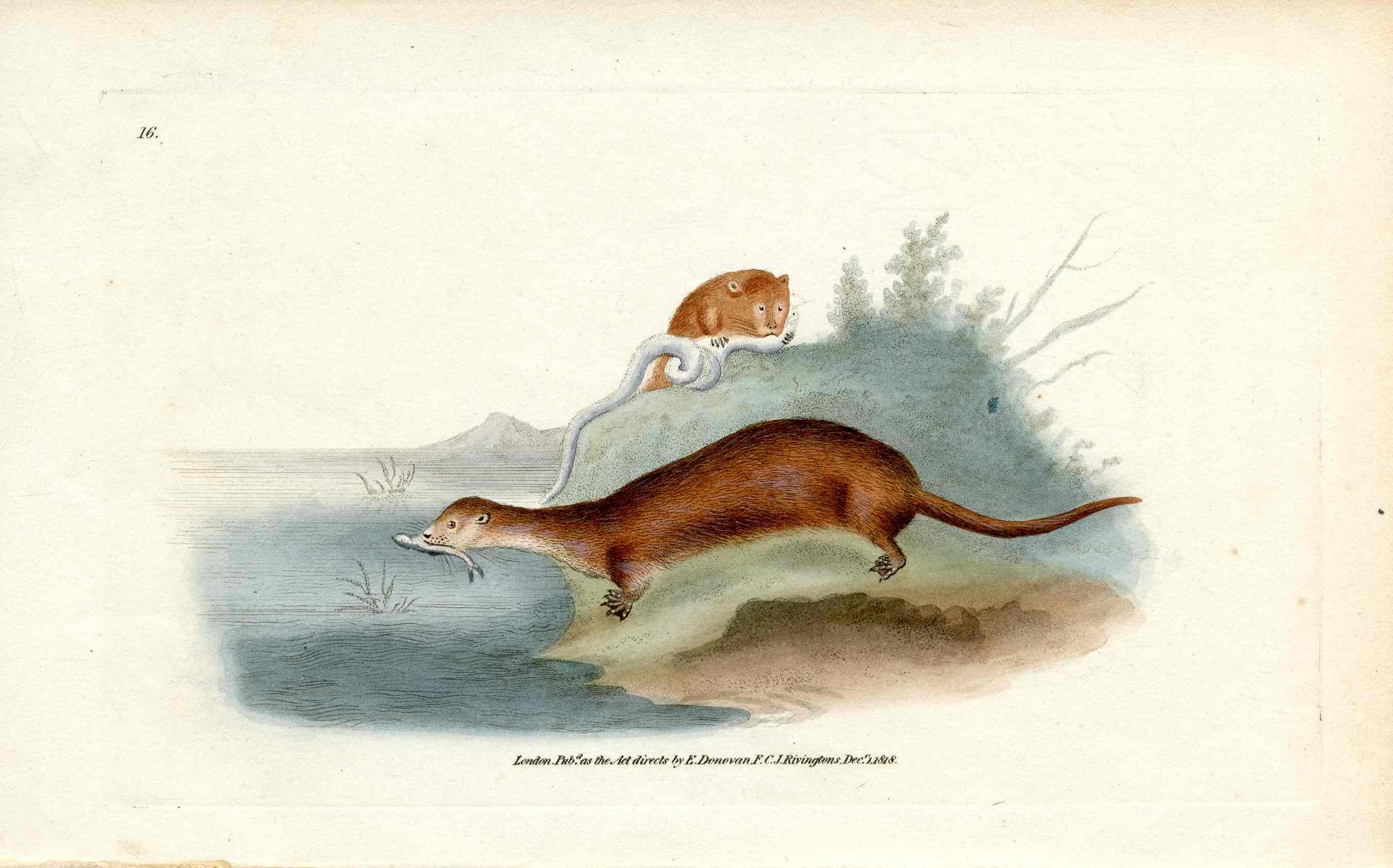 Edward Donovan Original Mammal Print 1820 River Otter