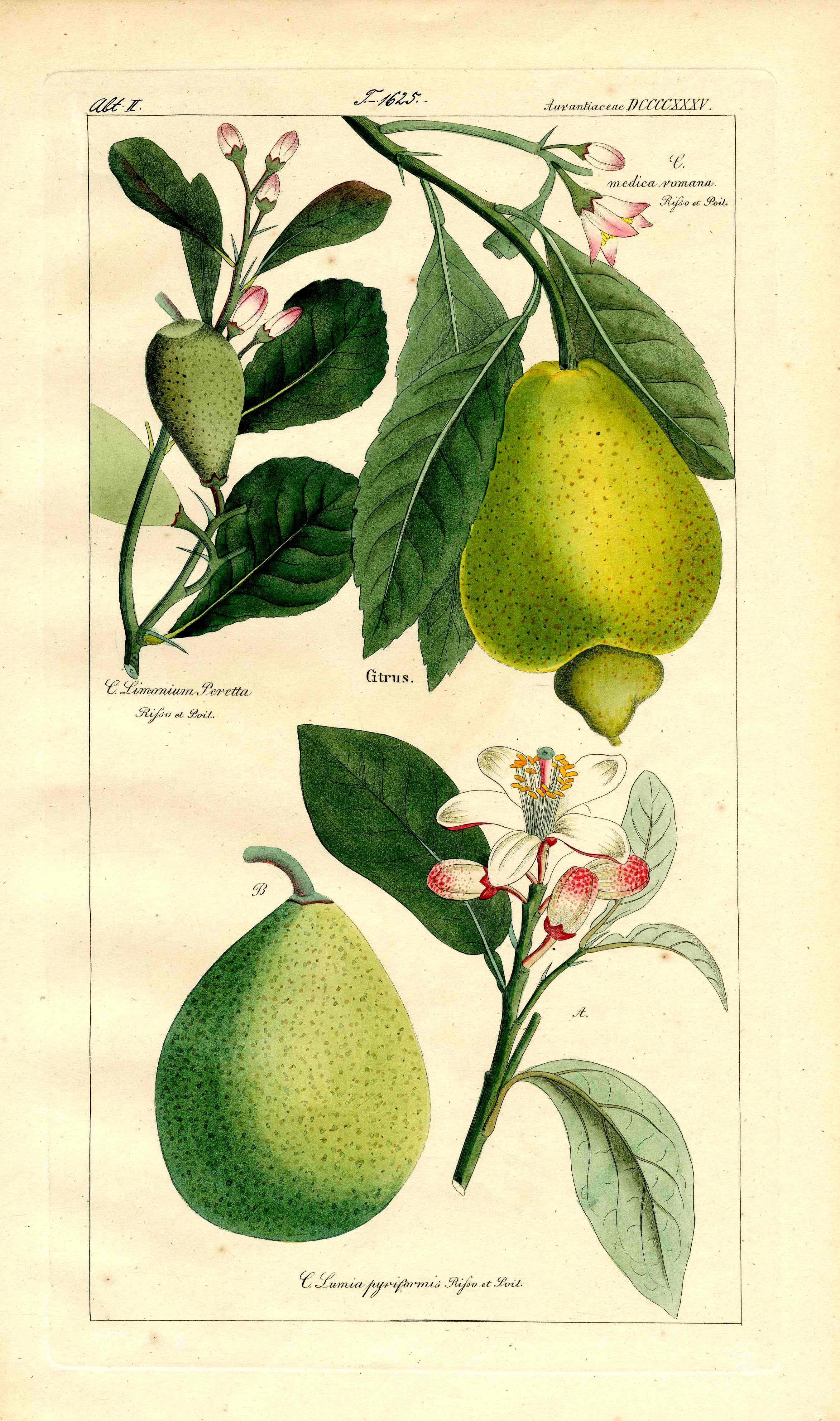 Dietrich Flora Universalis 1828 Antique Print Citrus Fruit & Flowers