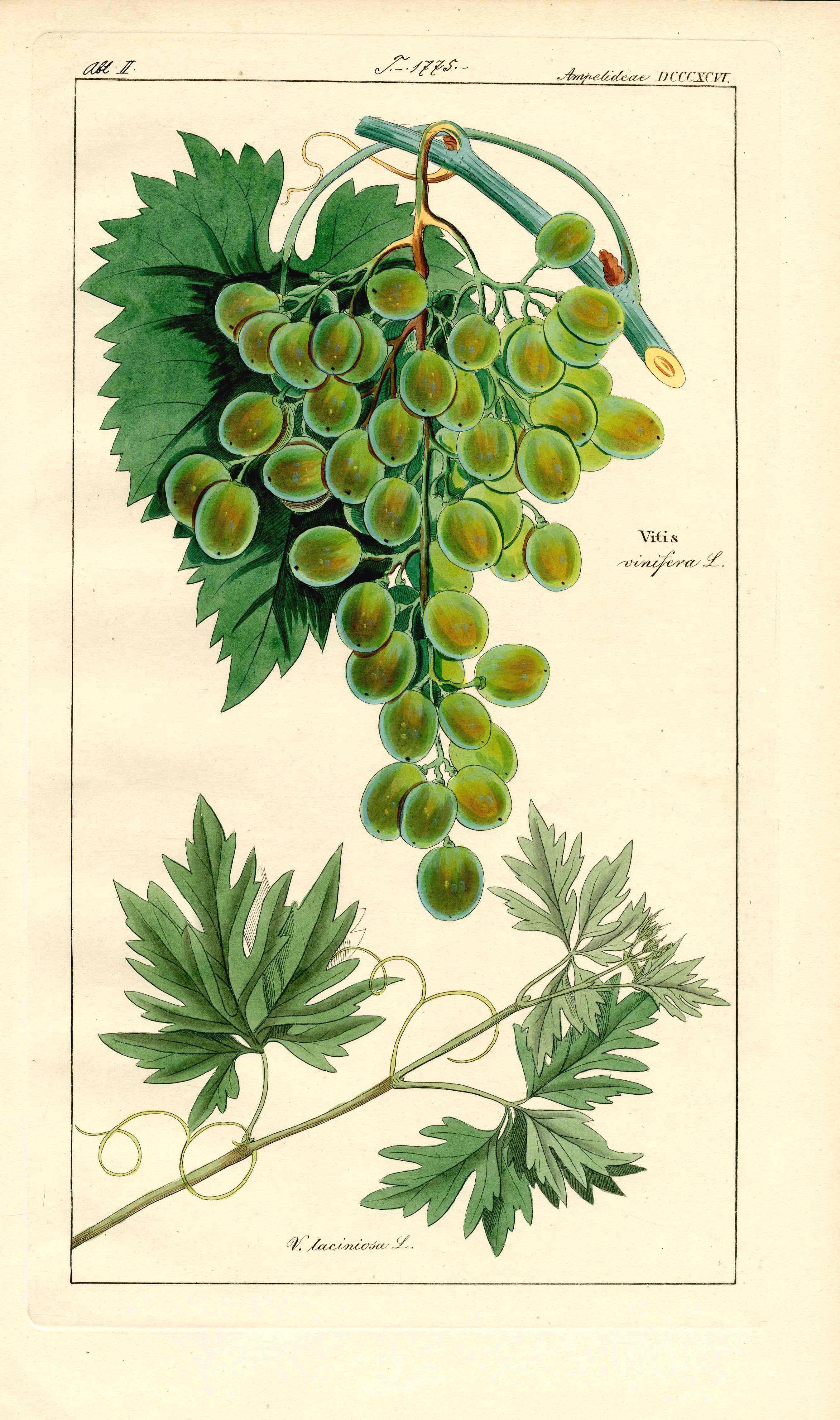 Dietrich Flora Universalis 1828 Antique Print Green Grapes