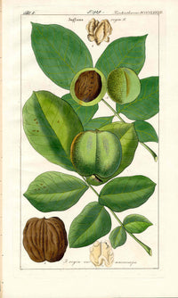 Dietrich Flora Universalis 1828 Antique Print Walnuts