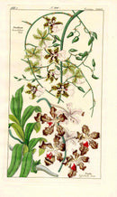 Dietrich Flora Universalis 1828 Antique Print Striped Oncidium Orchid - Panteek Antique Prints