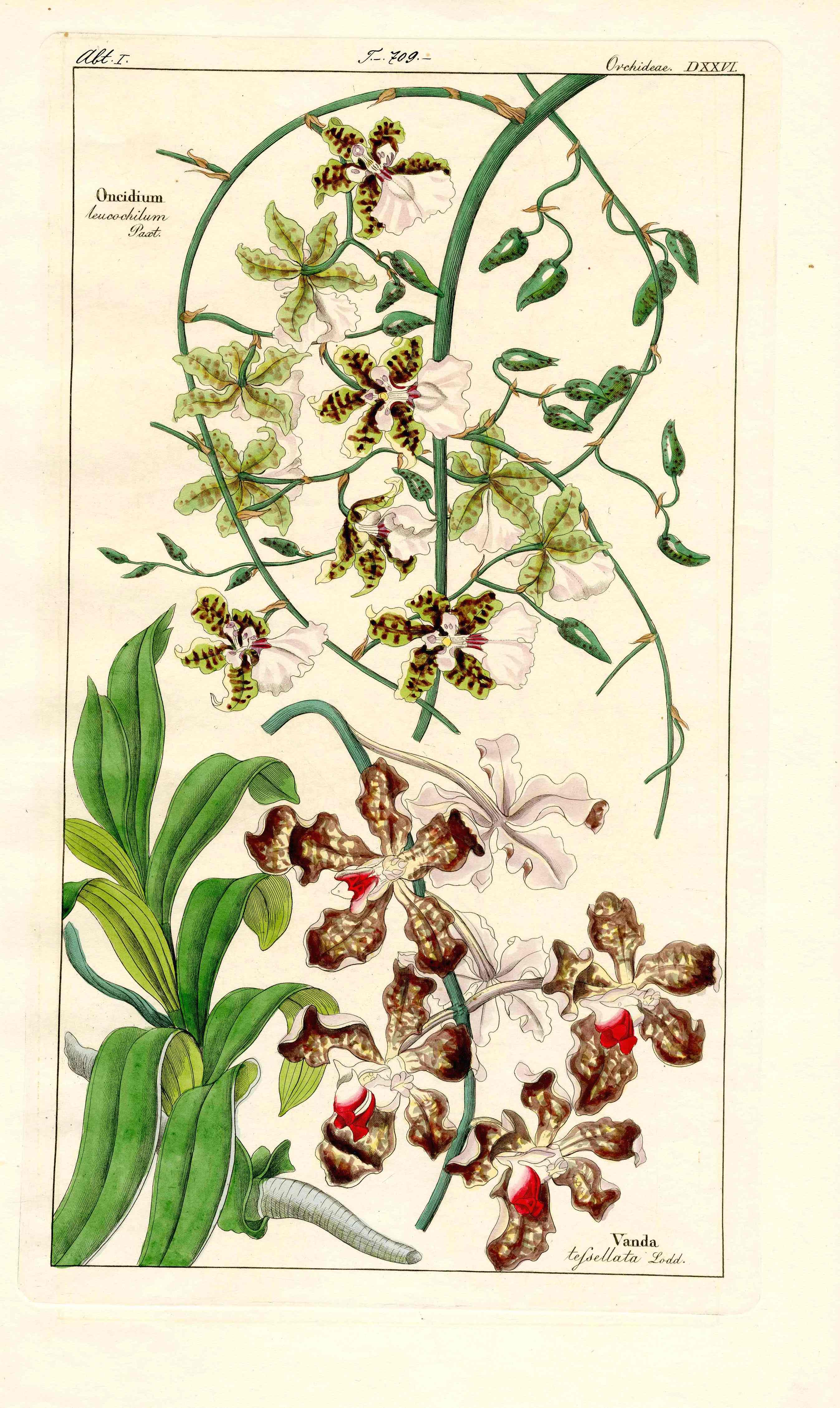 Dietrich Flora Universalis 1828 Antique Print Striped Oncidium Orchid