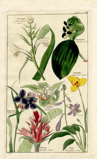 Dietrich Flora Universalis 1828 Antique Print Lily, Succulent Bibergia - Panteek Antique Prints