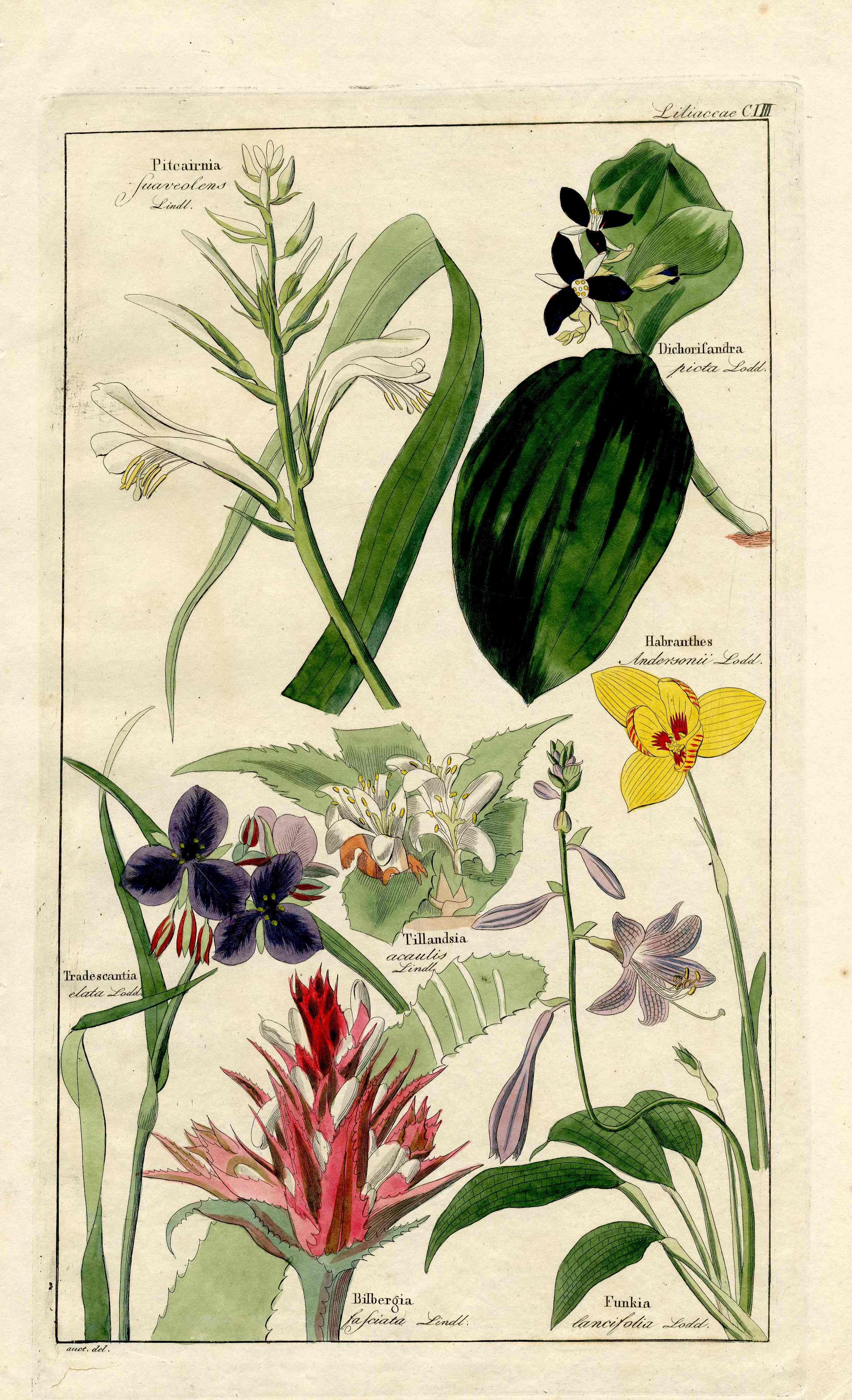Dietrich Flora Universalis 1828 Antique Print Lily, Succulent Bibergia - Panteek Antique Prints