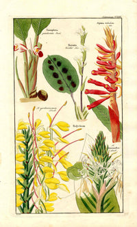 Dietrich Flora Universalis 1828 Antique Print Ginger Lily Flower - Panteek Antique Prints