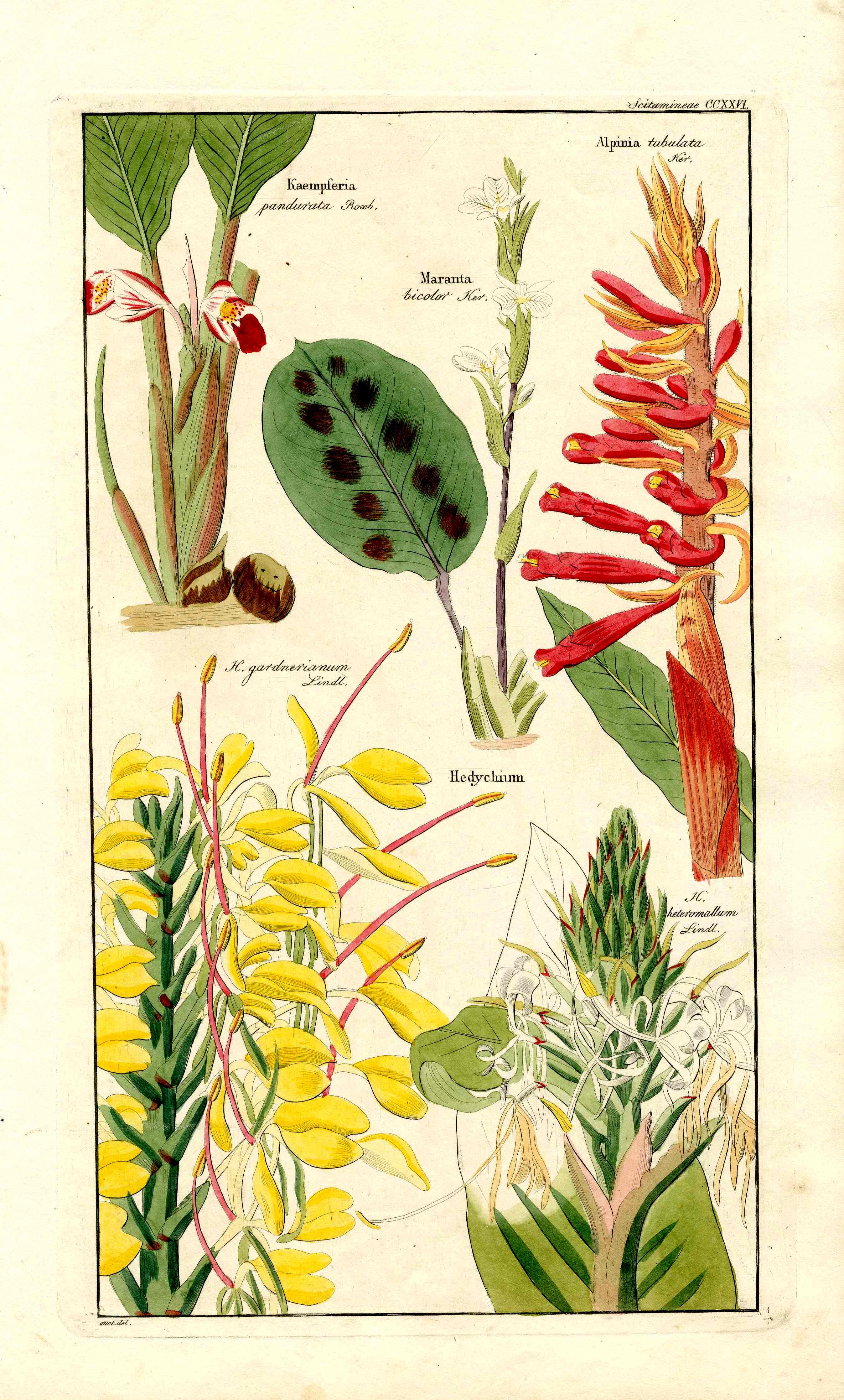 Dietrich Flora Universalis 1828 Antique Print Ginger Lily Flower