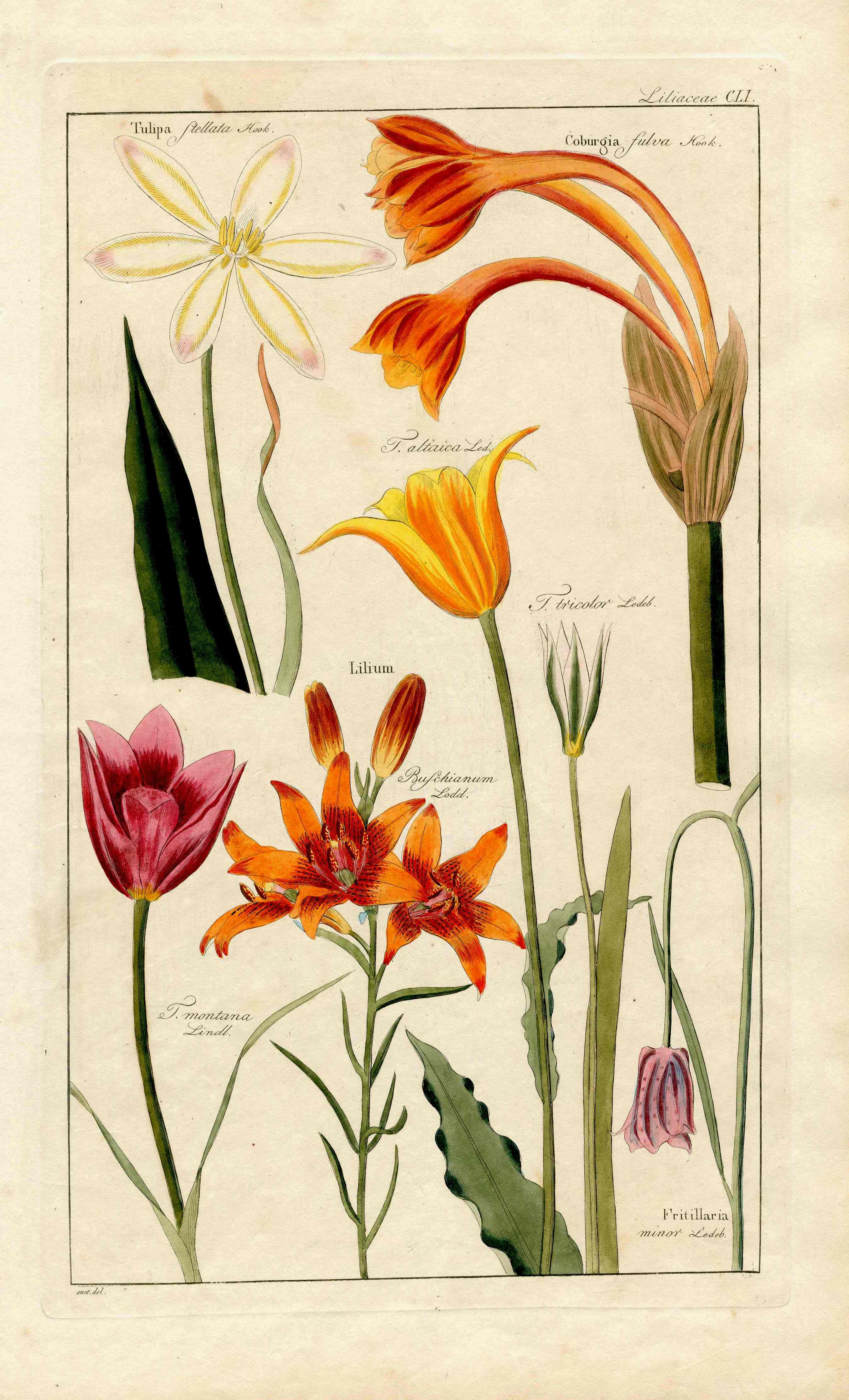 Dietrich Flora Universalis 1828 Antique Print Orange, Red Lily