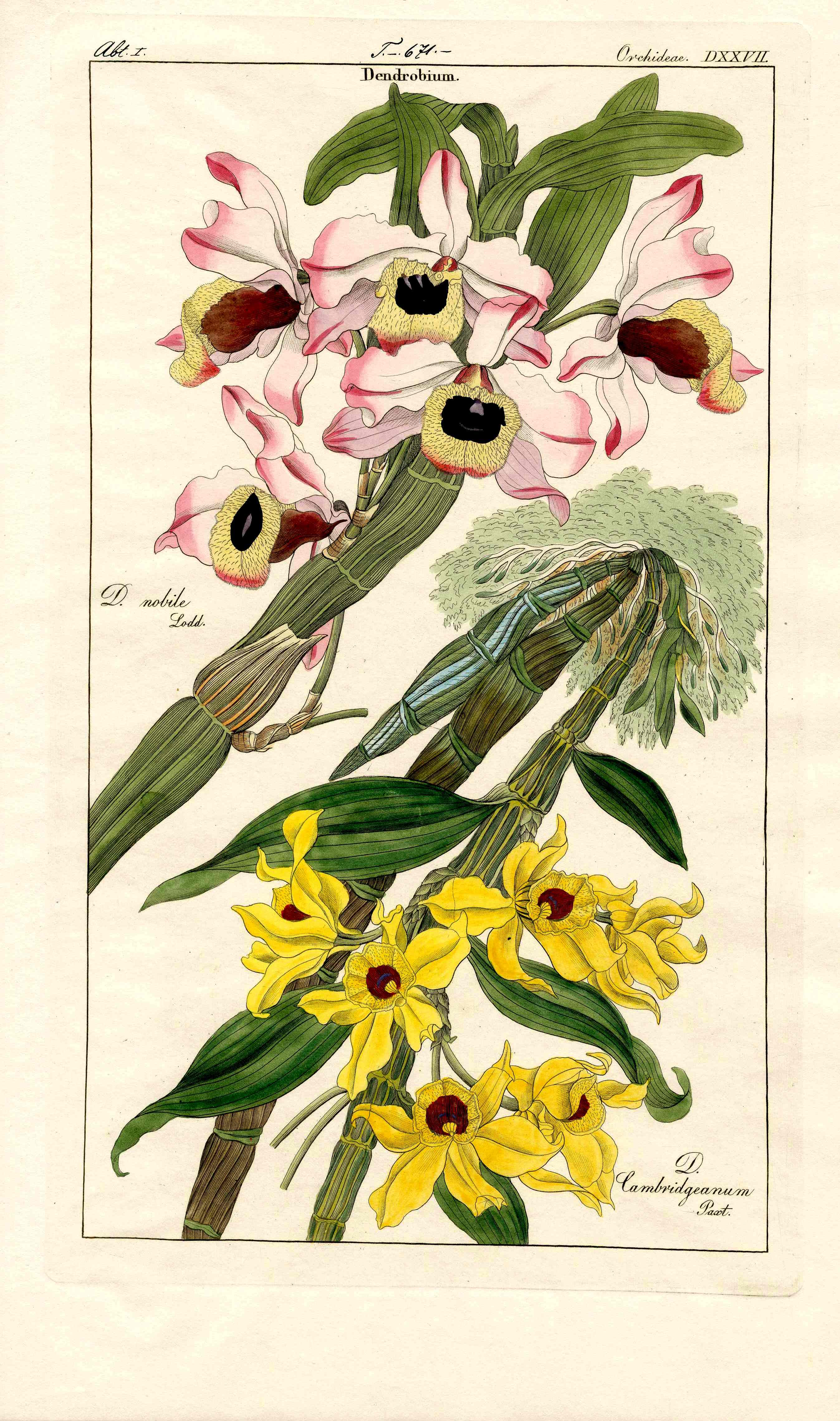 Dietrich Flora Universalis 1828 Antique Print Pink, Yellow Dendrobium Orchid