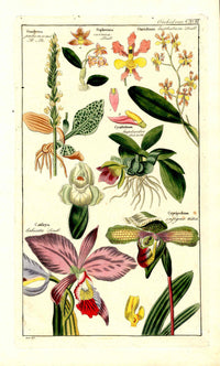 Dietrich Flora Universalis 1828 Antique Print Ladies Slipper, Catleya Orchids - Panteek Antique Prints