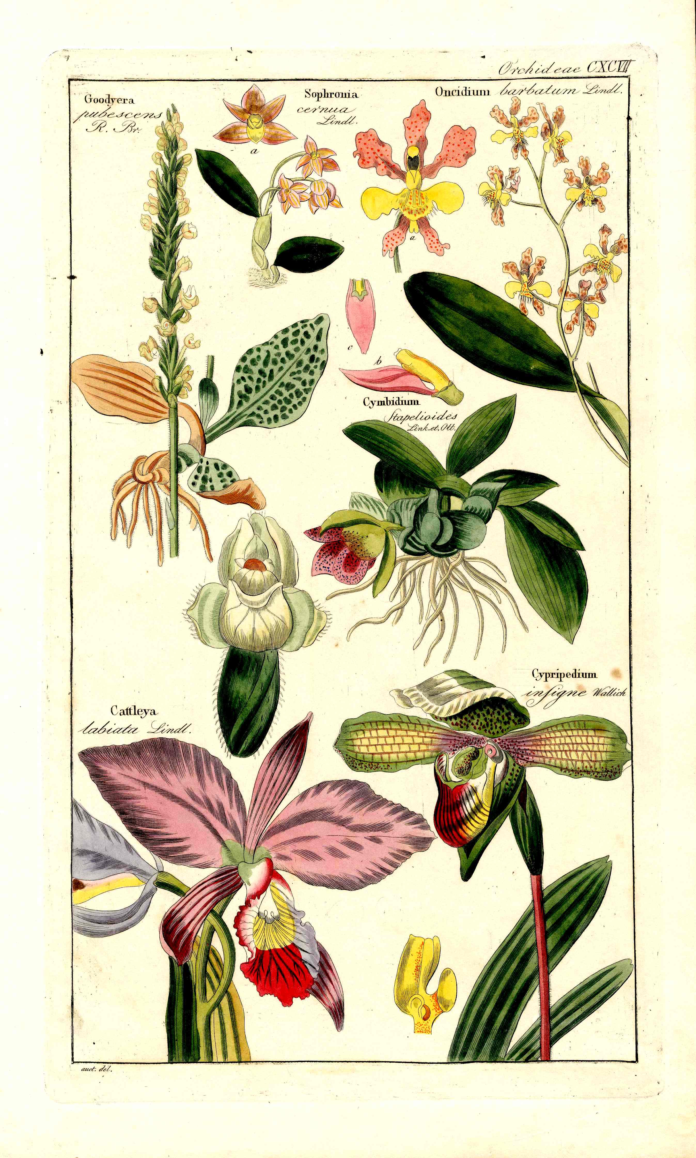 Dietrich Flora Universalis 1828 Antique Print Ladies Slipper, Catleya Orchids