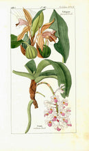 Dietrich Flora Universalis 1828 Antique Print Vanda Orchid - Panteek Antique Prints