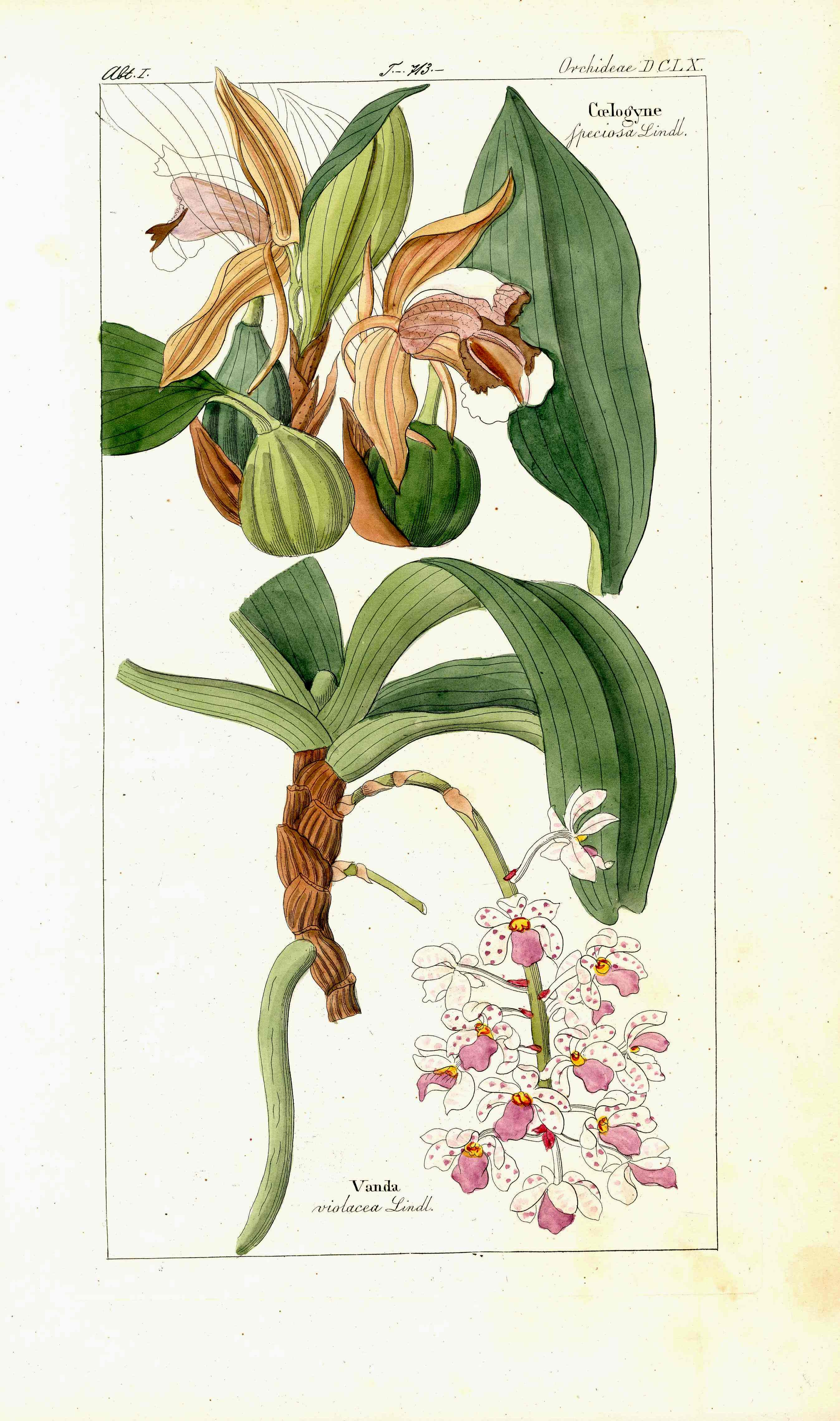 Dietrich Flora Universalis 1828 Antique Print Vanda Orchid - Panteek Antique Prints