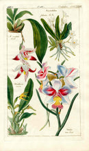 Dietrich Flora Universalis 1828 Antique Print Pink Vanda, Maxillaria Orchid - Panteek Antique Prints