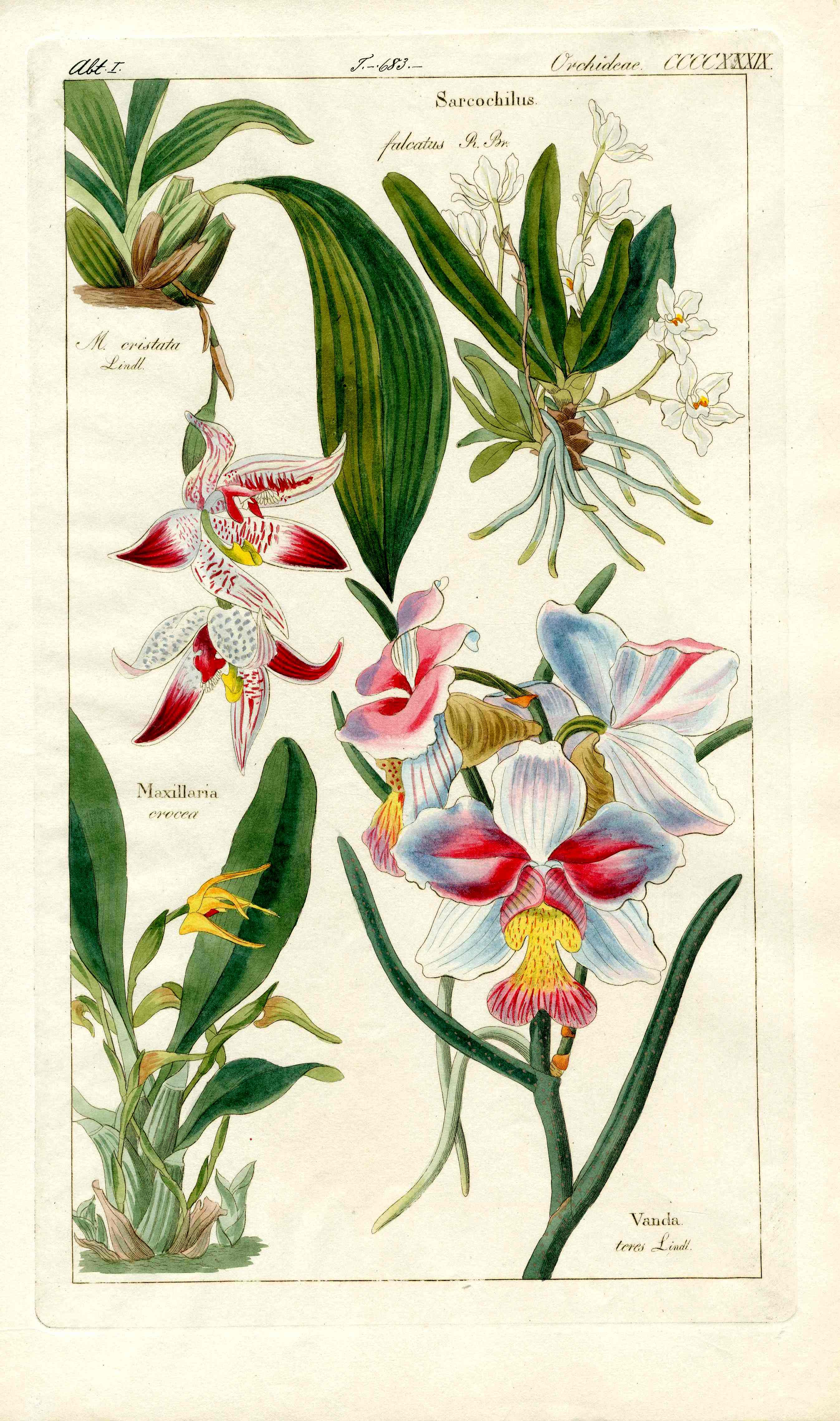 Dietrich Flora Universalis 1828 Antique Print Pink Vanda, Maxillaria Orchid