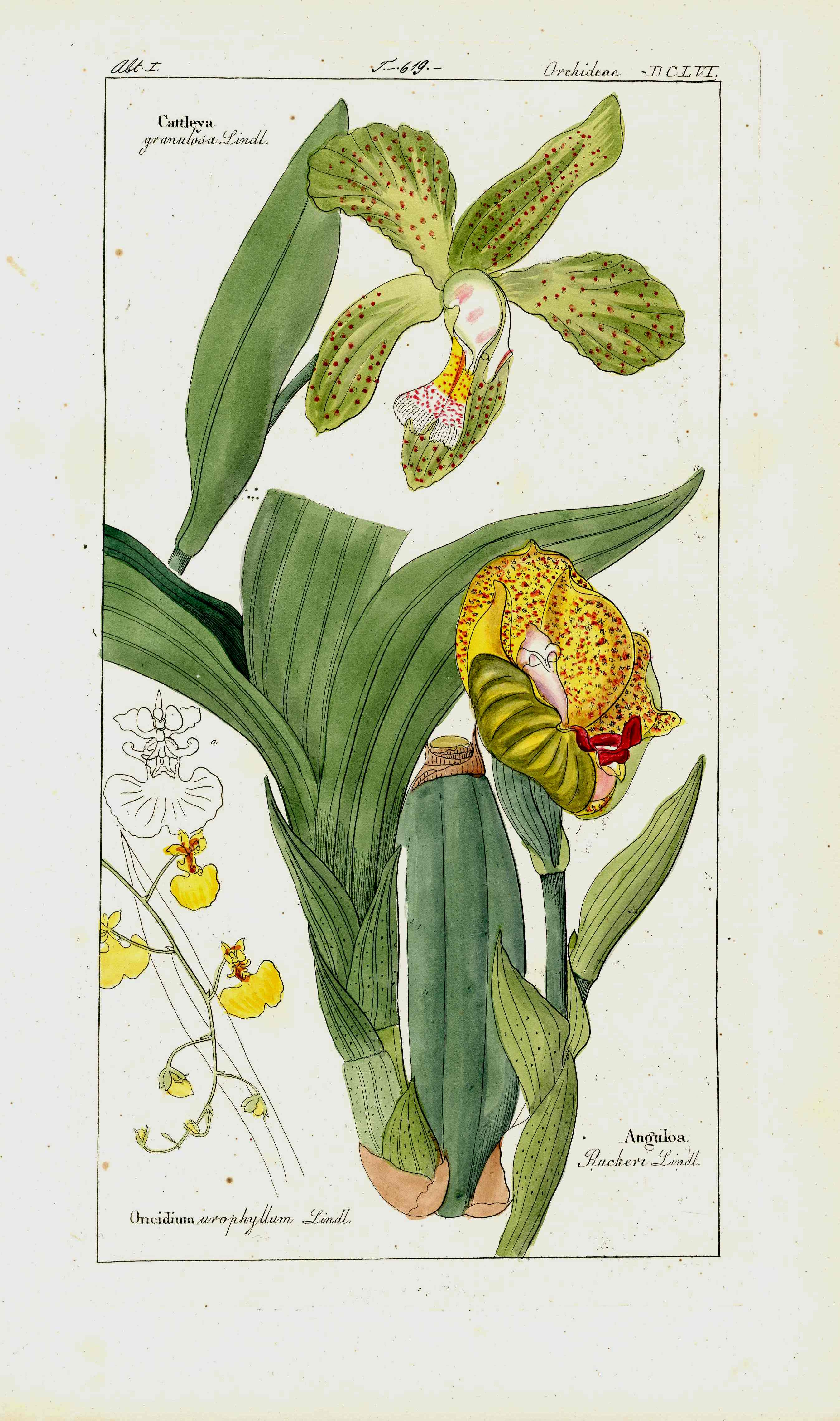 Dietrich Flora Universalis 1828 Antique Print Tulip Orchids