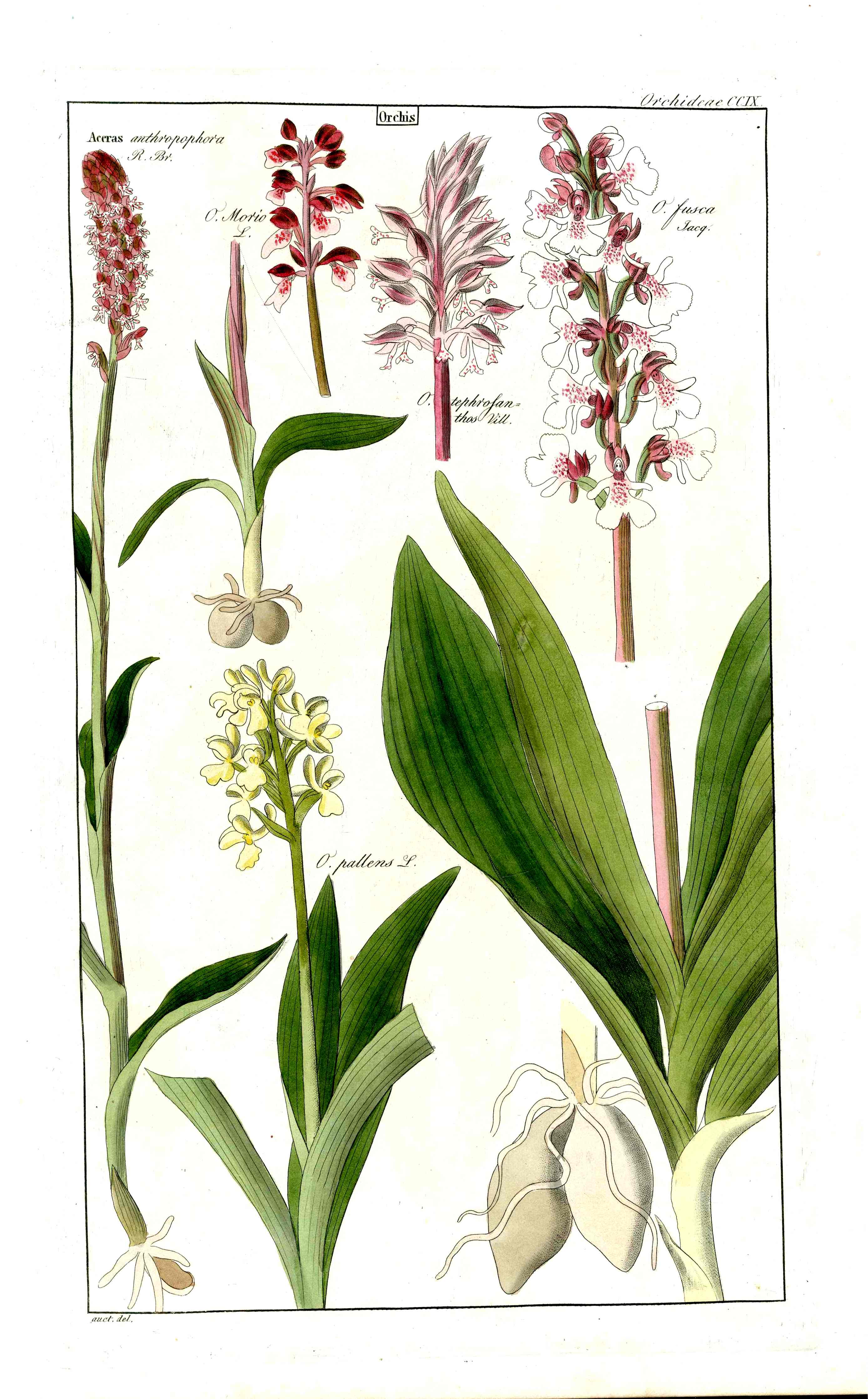 Dietrich Flora Universalis 1828 Antique Print Bee Orchid - Panteek Antique Prints