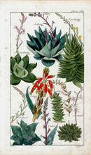 Dietrich Flora Universalis 1828 Antique Print Red Aloe Cactus - Panteek Antique Prints