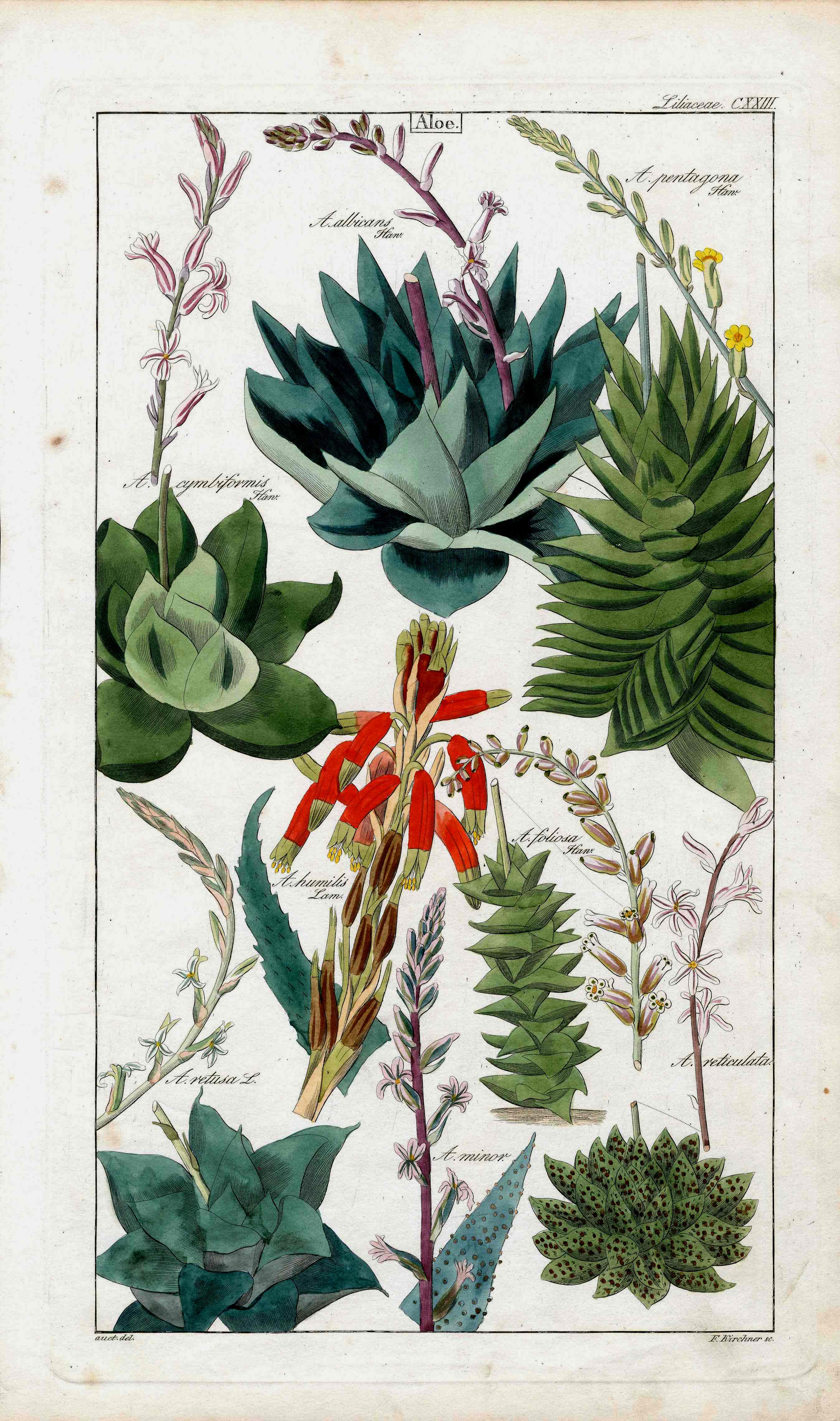 Dietrich Flora Universalis 1828 Antique Print Red Aloe Cactus