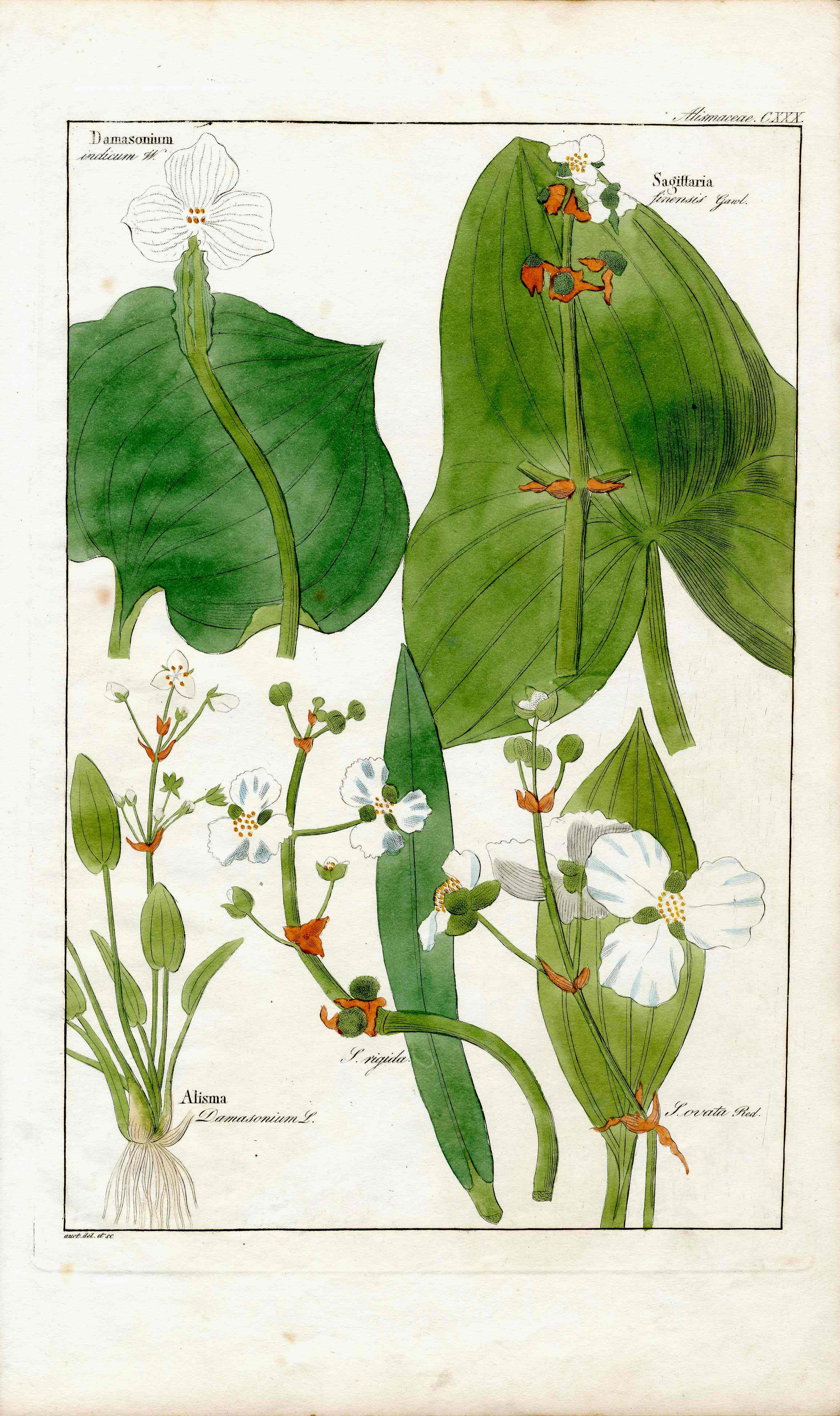 Dietrich Flora Universalis 1828 Antique Print Sagittaria Arrowhead