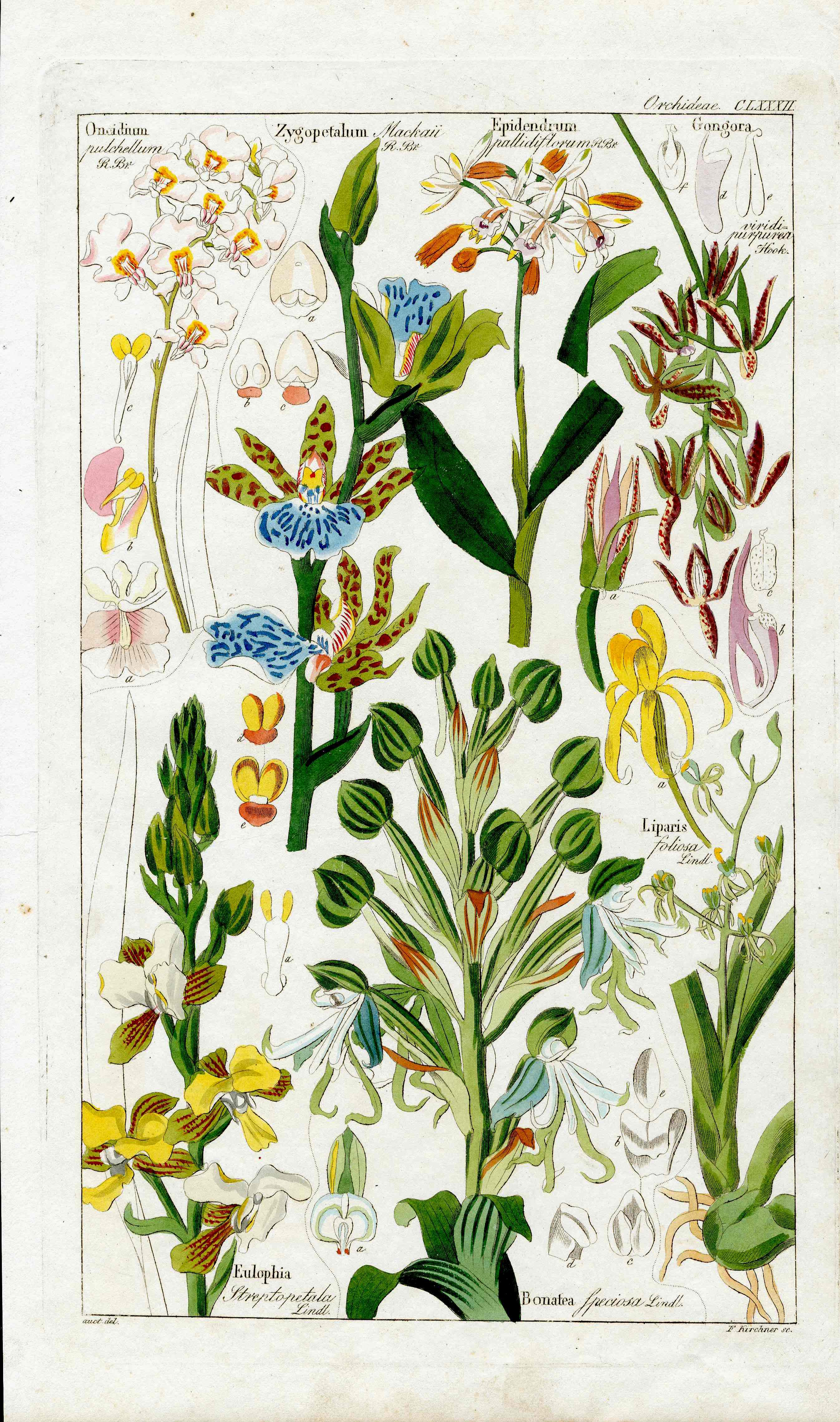Dietrich Flora Universalis 1828 Antique Print Zygopetalum Orchid