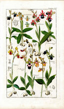 Dietrich Flora Universalis 1828 Antique Print Bosom Orchid - Panteek Antique Prints
