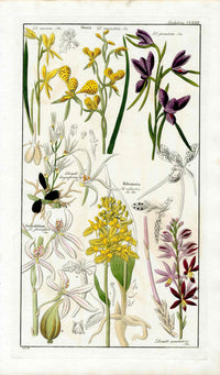 Dietrich Flora Universalis 1828 Antique Print Habenaria Orchid - Panteek Antique Prints