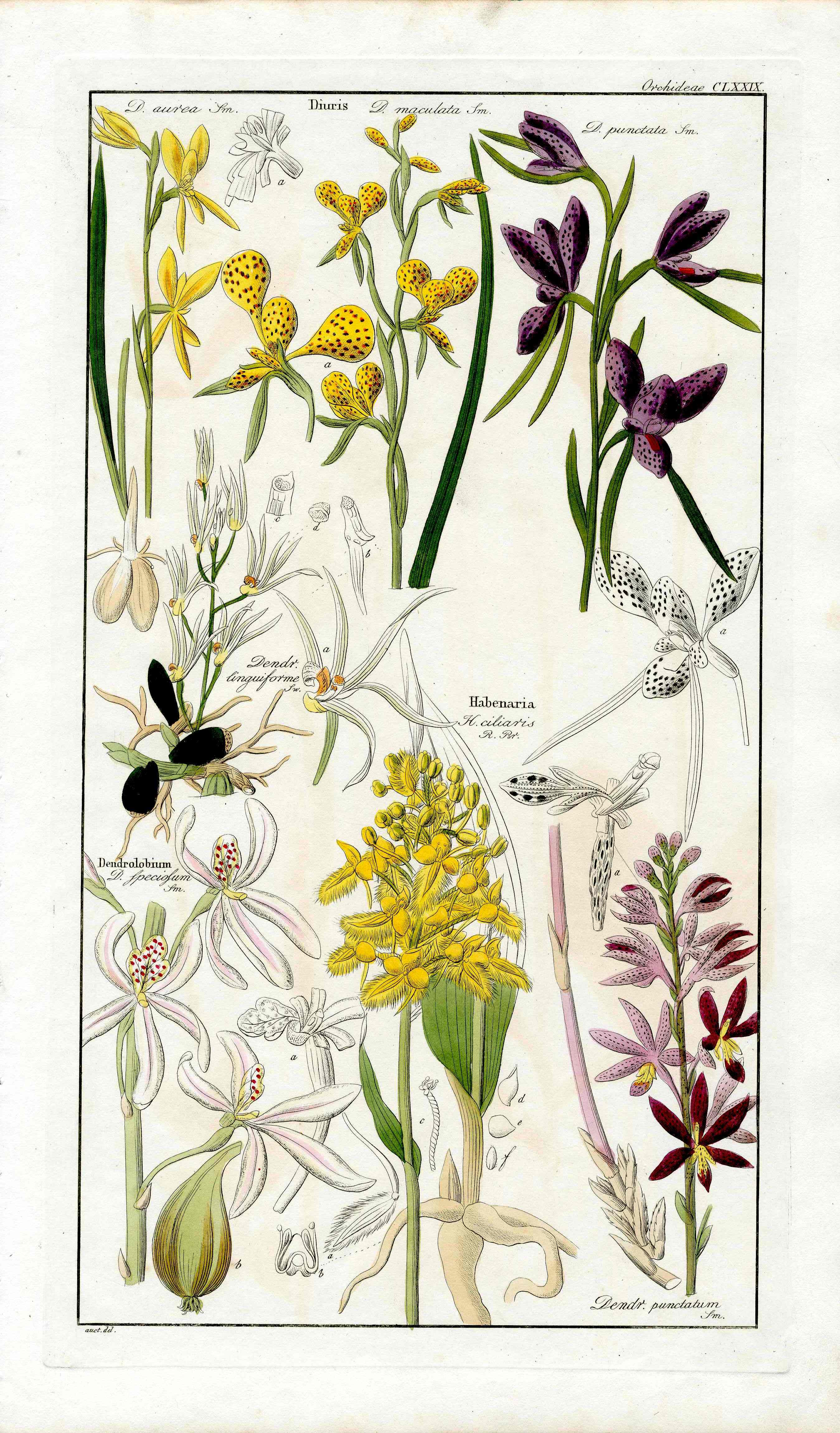 Dietrich Flora Universalis 1828 Antique Print Habenaria Orchid