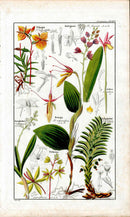 Dietrich Flora Universalis 1828 Antique Print Bug Orchid Restrapia - Panteek Antique Prints