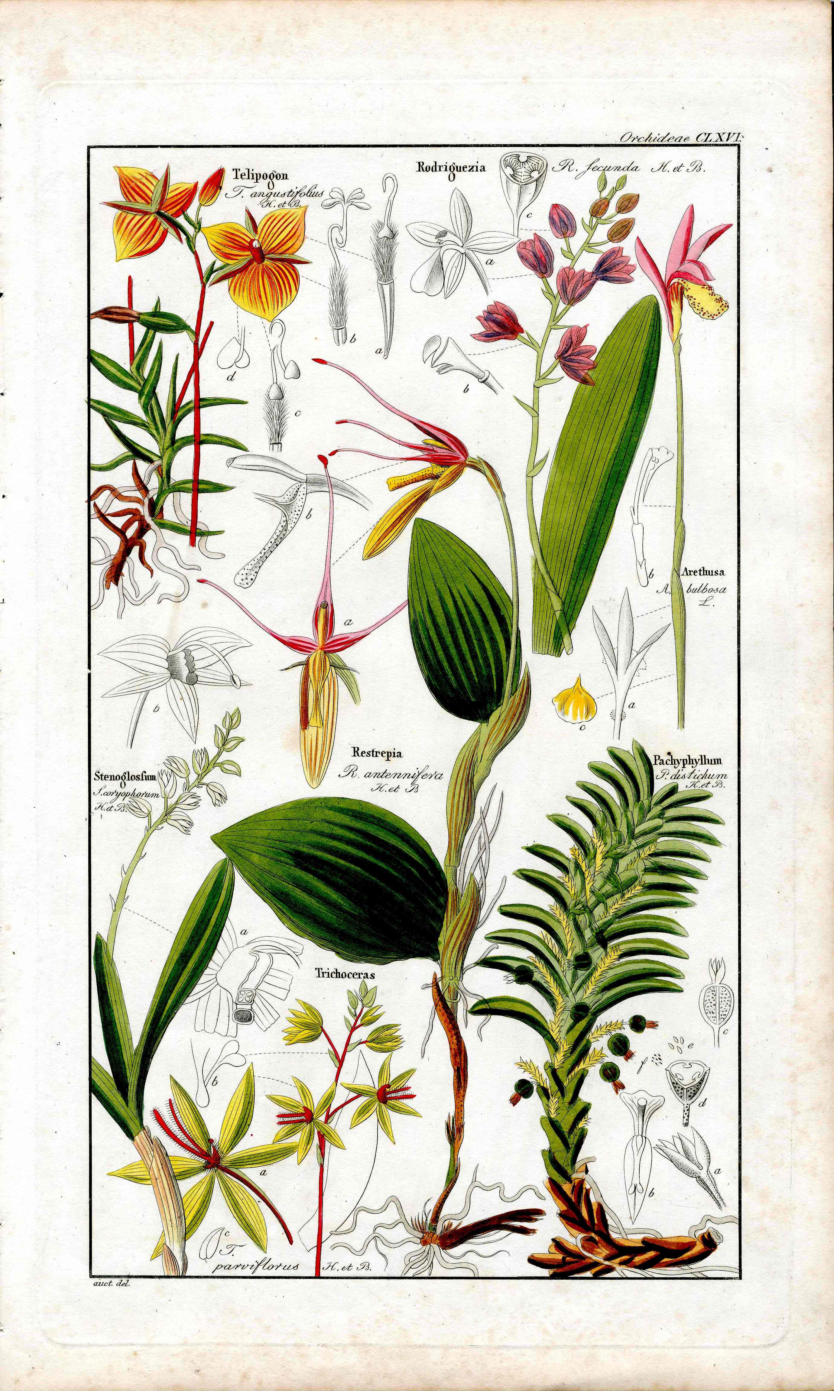 Dietrich Flora Universalis 1828 Antique Print Bug Orchid Restrapia