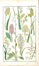 Dietrich Flora Universalis 1828 Antique Print Death Camus Lily - Panteek Antique Prints