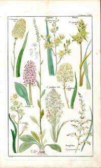 Dietrich Flora Universalis 1828 Antique Print Death Camus Lily - Panteek Antique Prints