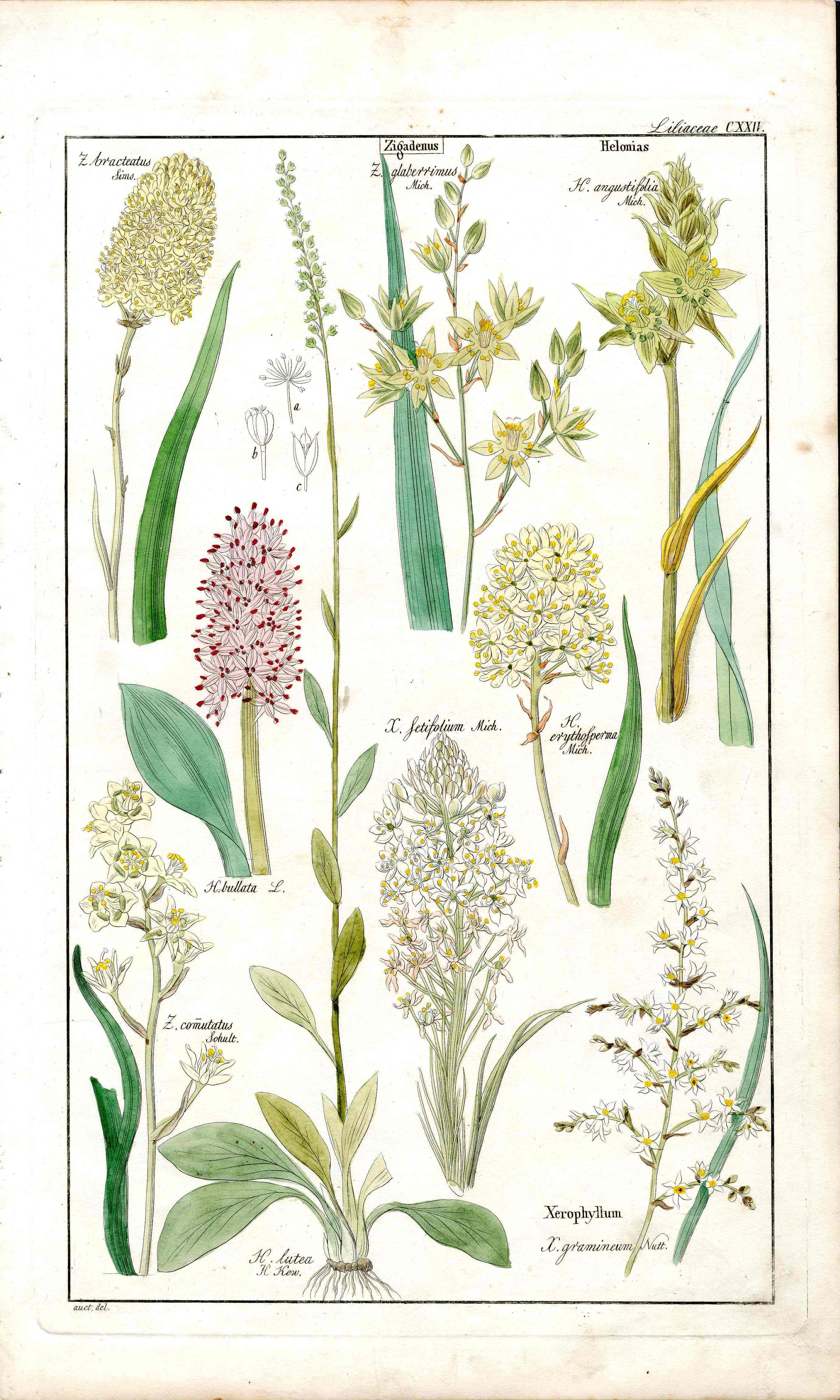 Dietrich Flora Universalis 1828 Antique Print Death Camus Lily
