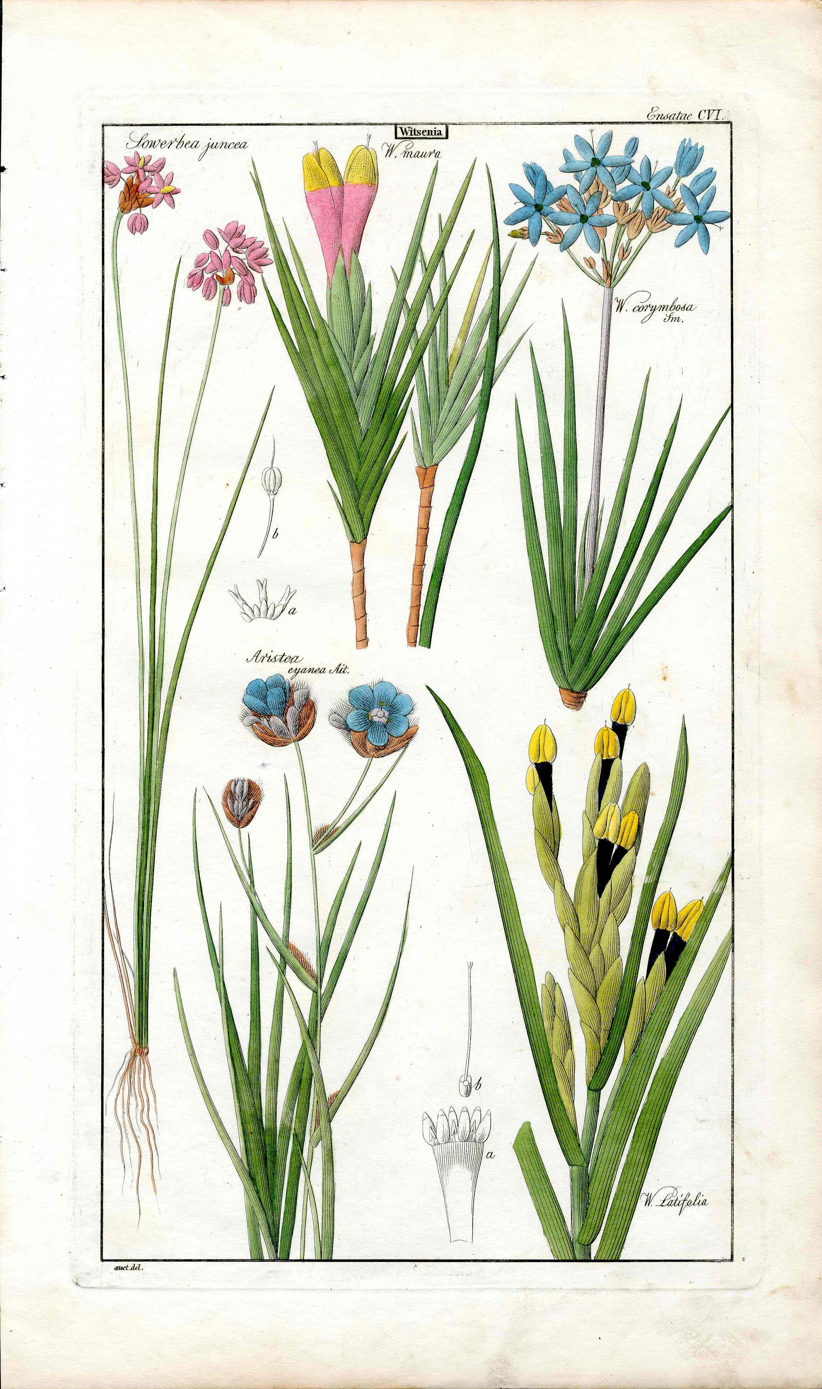 Dietrich Flora Universalis 1828 Antique Print Witsenia Iris