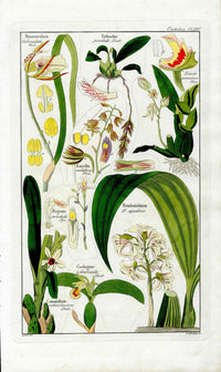 Dietrich Flora Universalis 1828 Antique Print Brassavola Orchid - Panteek Antique Prints