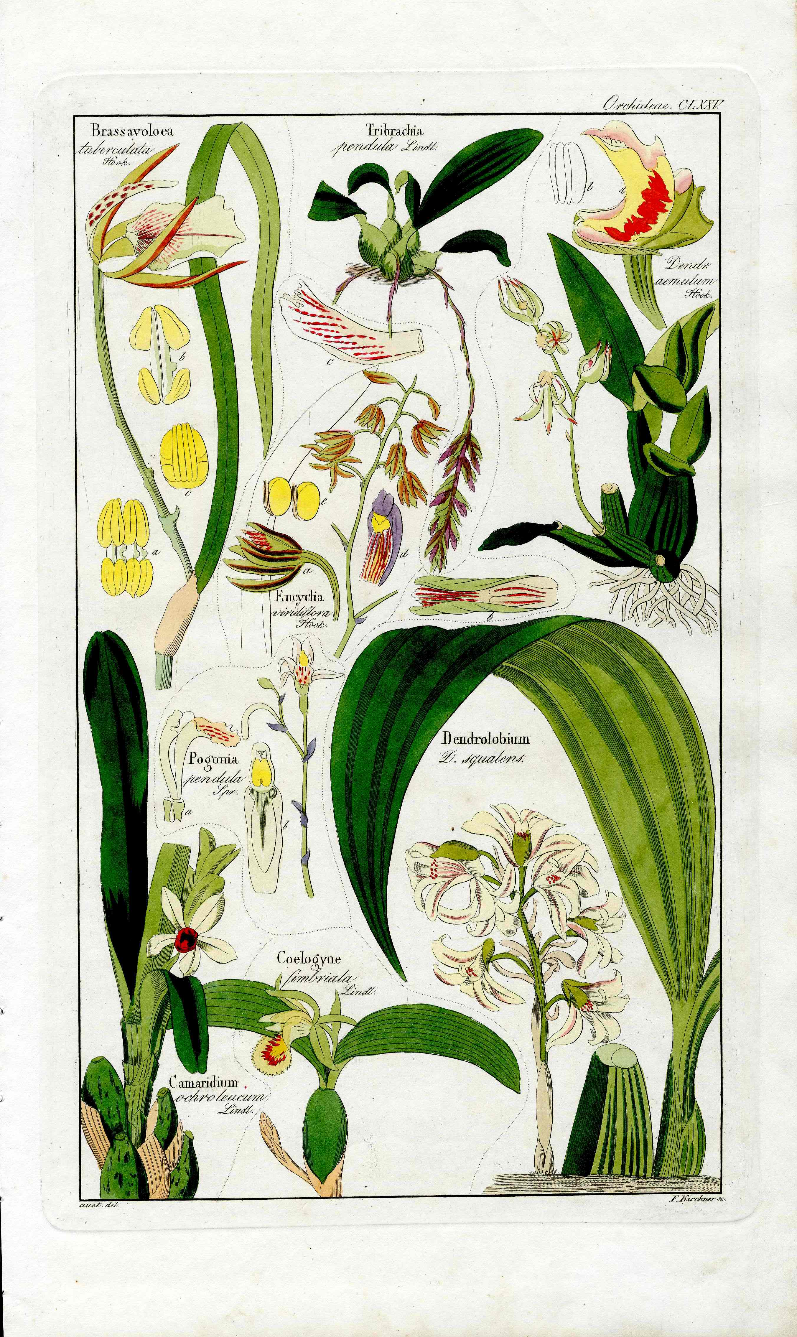Dietrich Flora Universalis 1828 Antique Print Brassavola Orchid - Panteek Antique Prints