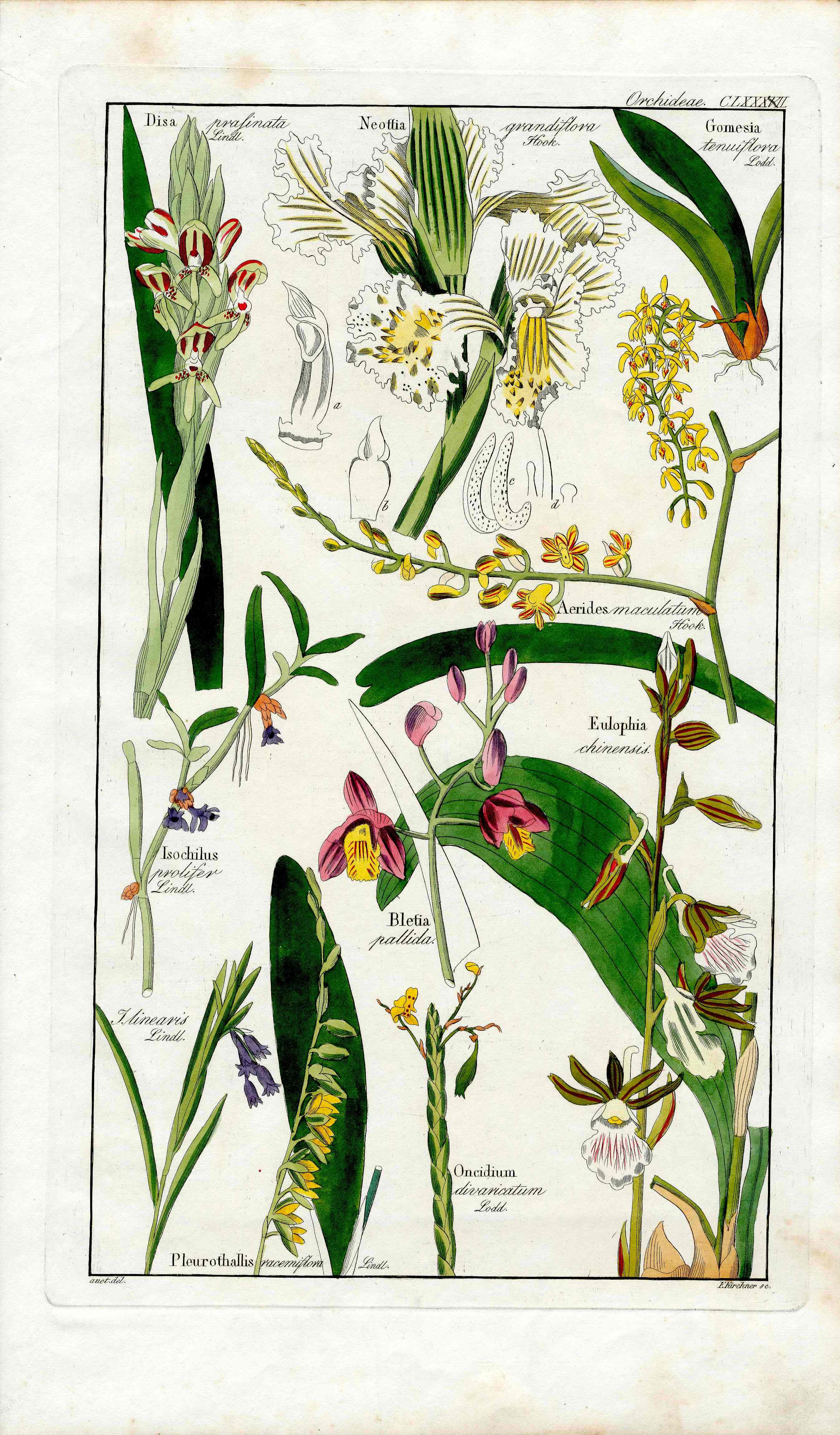 Dietrich Flora Universalis 1828 Antique Print Neottia Orchid