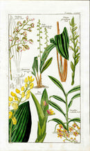 Dietrich Flora Universalis 1828 Antique Print Eria Orchid - Panteek Antique Prints