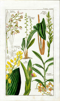 Dietrich Flora Universalis 1828 Antique Print Eria Orchid - Panteek Antique Prints