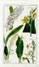 Dietrich Flora Universalis 1828 Antique Print Haboneria Bog Orchid - Panteek Antique Prints