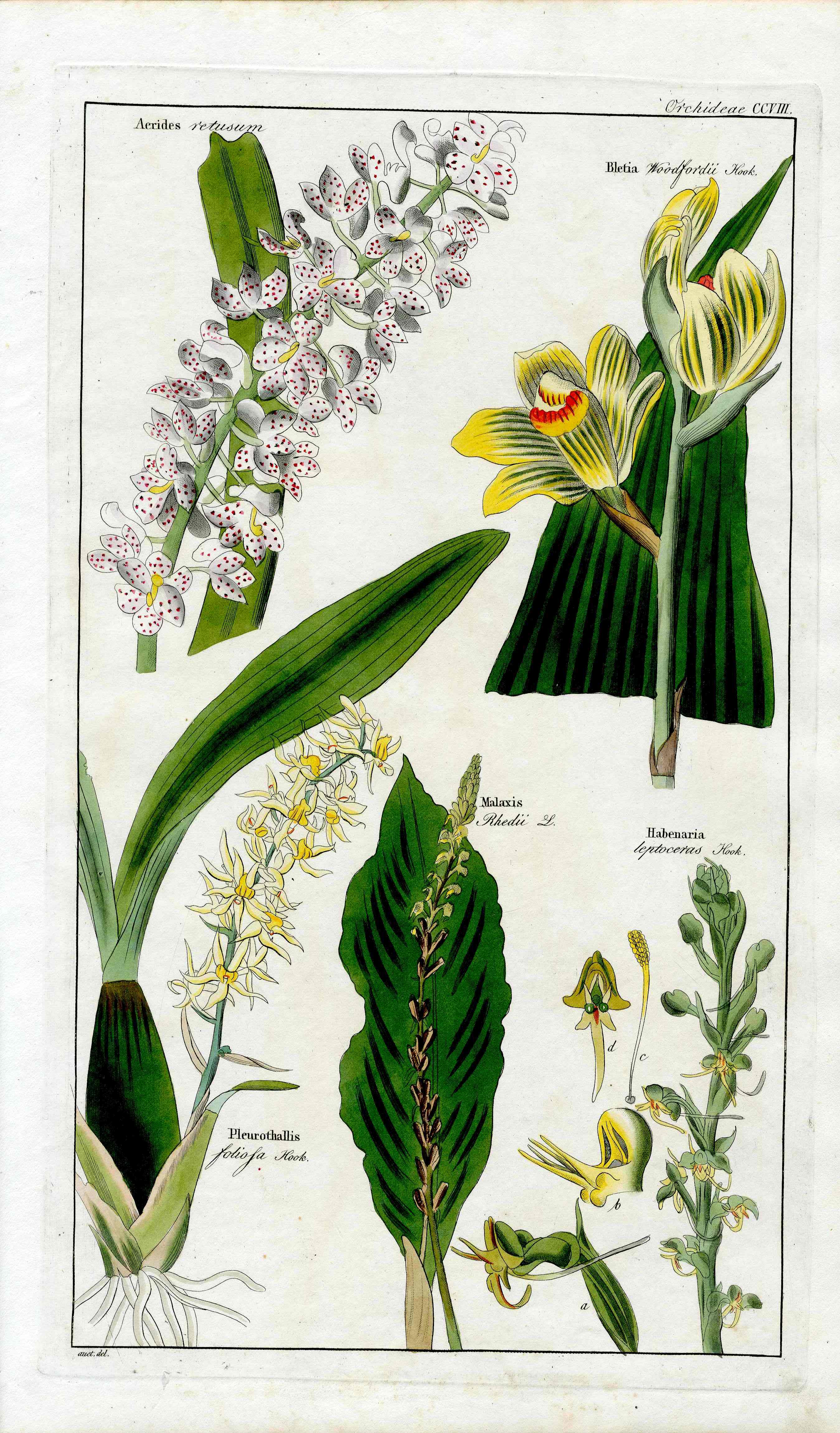 Dietrich Flora Universalis 1828 Antique Print Haboneria Bog Orchid