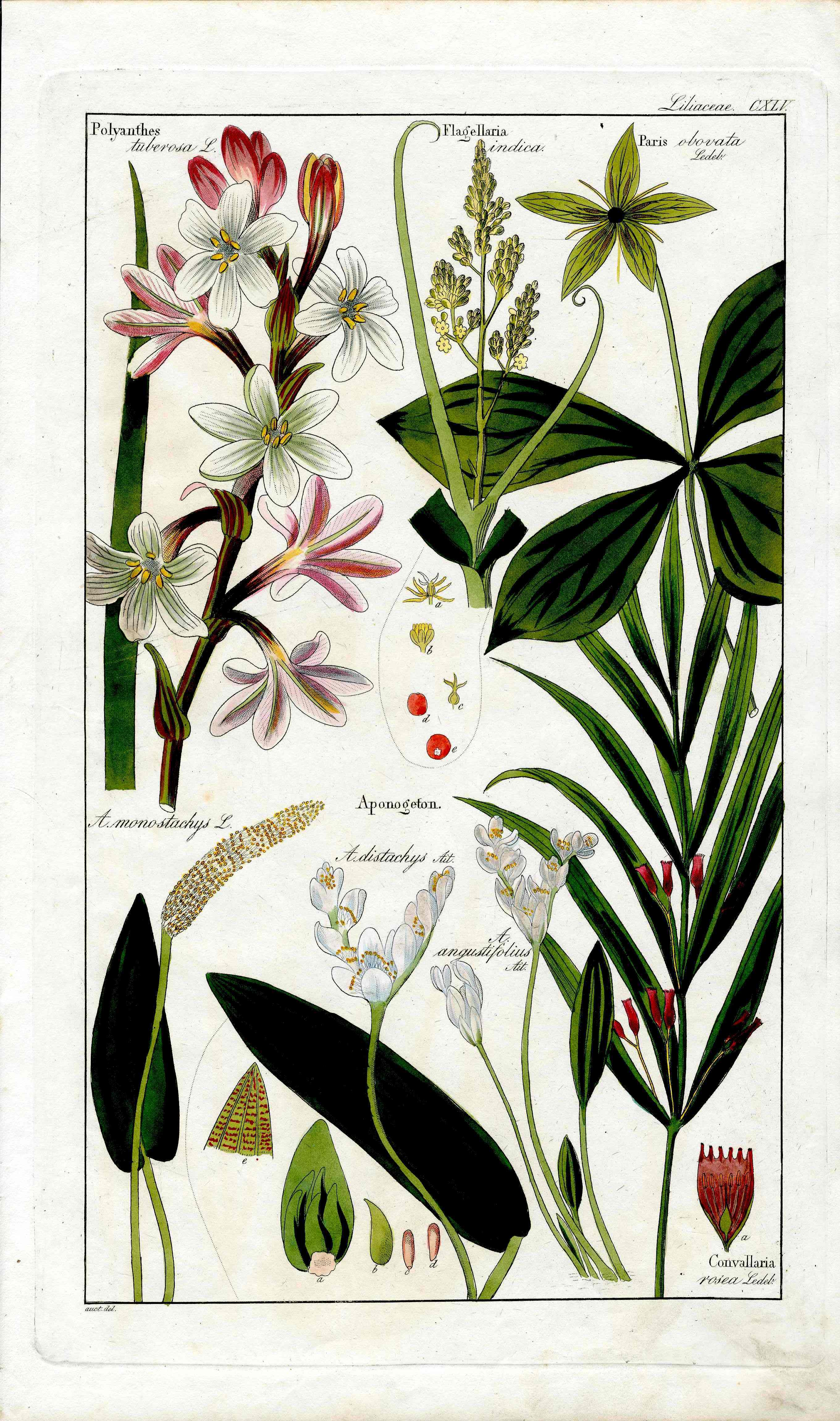 Dietrich Flora Universalis 1828 Antique Print Tuberose Lily