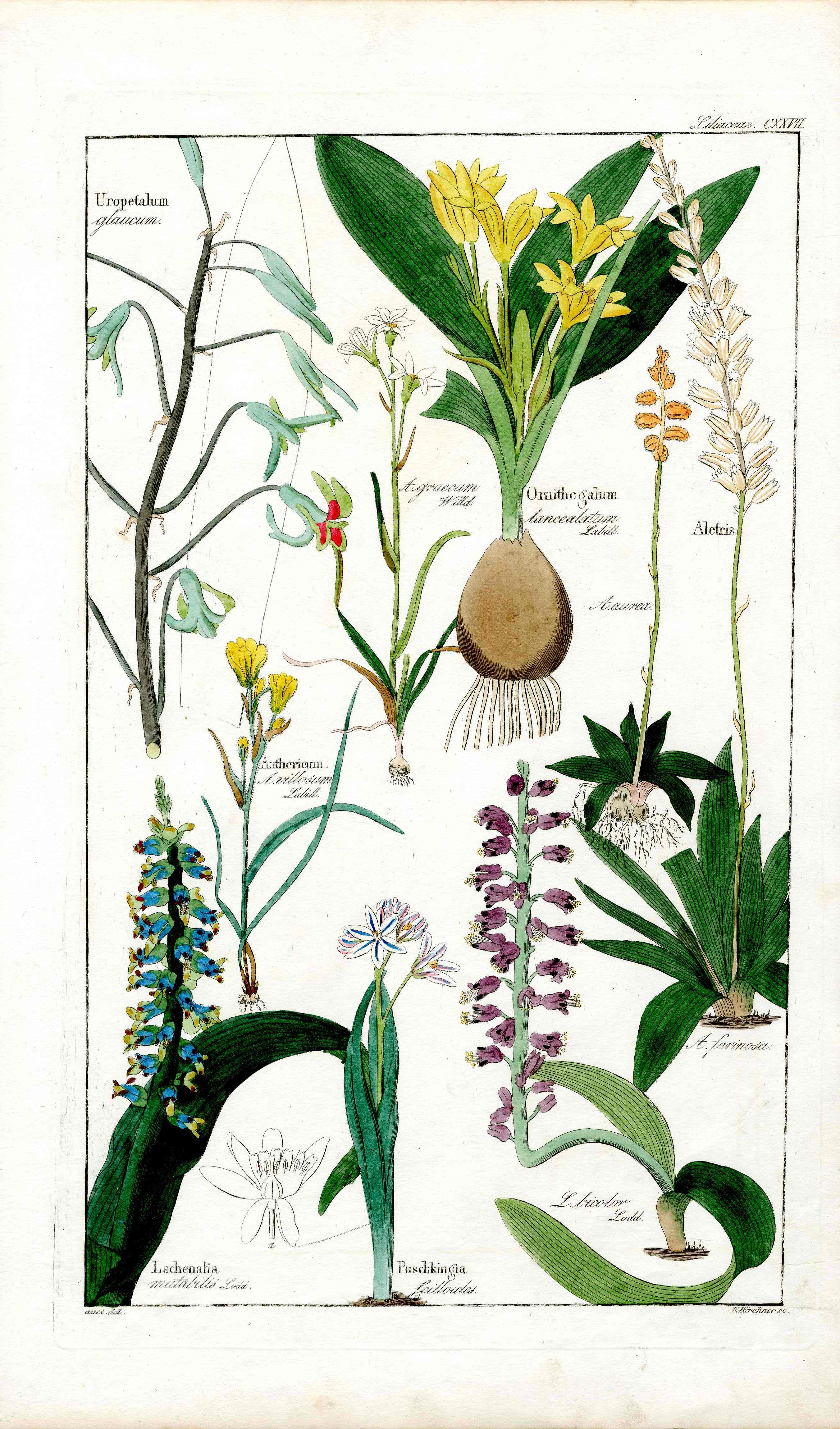 Dietrich Flora Universalis 1828 Antique Print Star of Bethlehem Lily