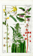Dietrich Flora Universalis 1828 Antique Print Christmas Orchid - Panteek Antique Prints