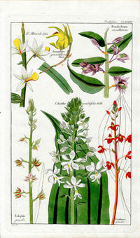 Dietrich Flora Universalis 1828 Antique Print Christmas Orchid - Panteek Antique Prints